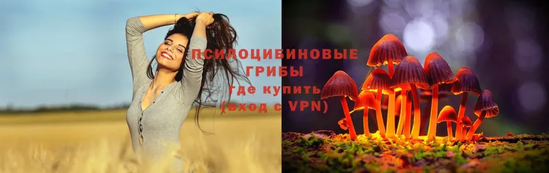 как найти   Верея  Псилоцибиновые грибы Psilocybe 